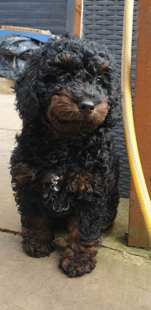 Stunning  cockapoo's ready now 