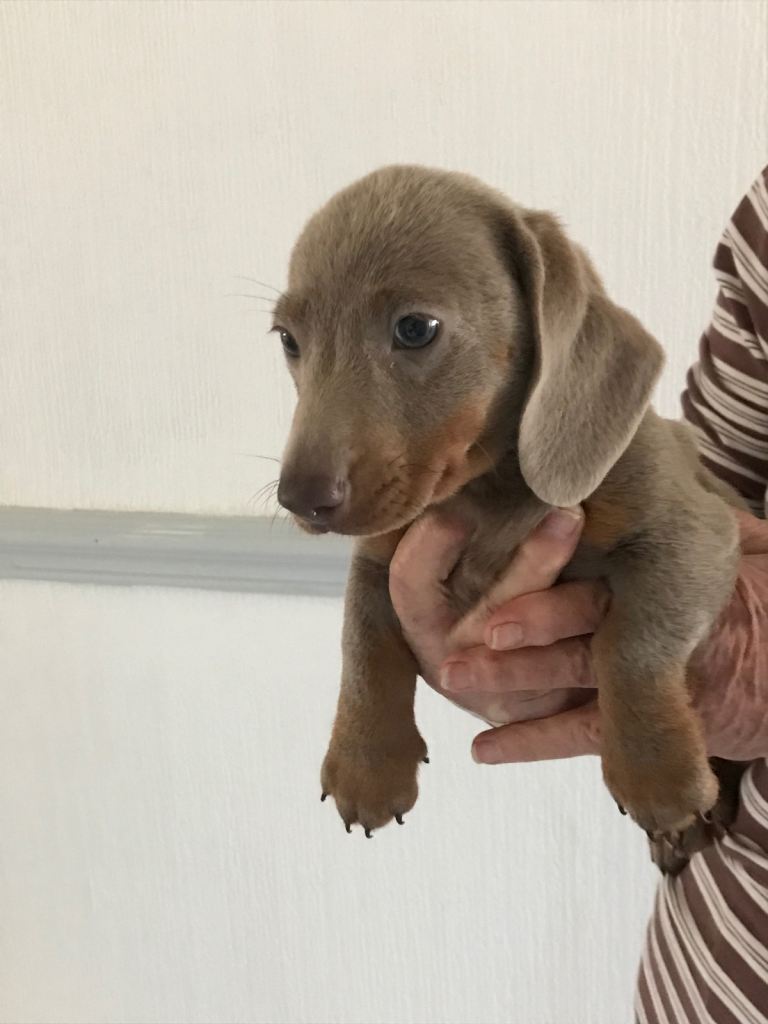 Miniature Dachshund puppy for sale