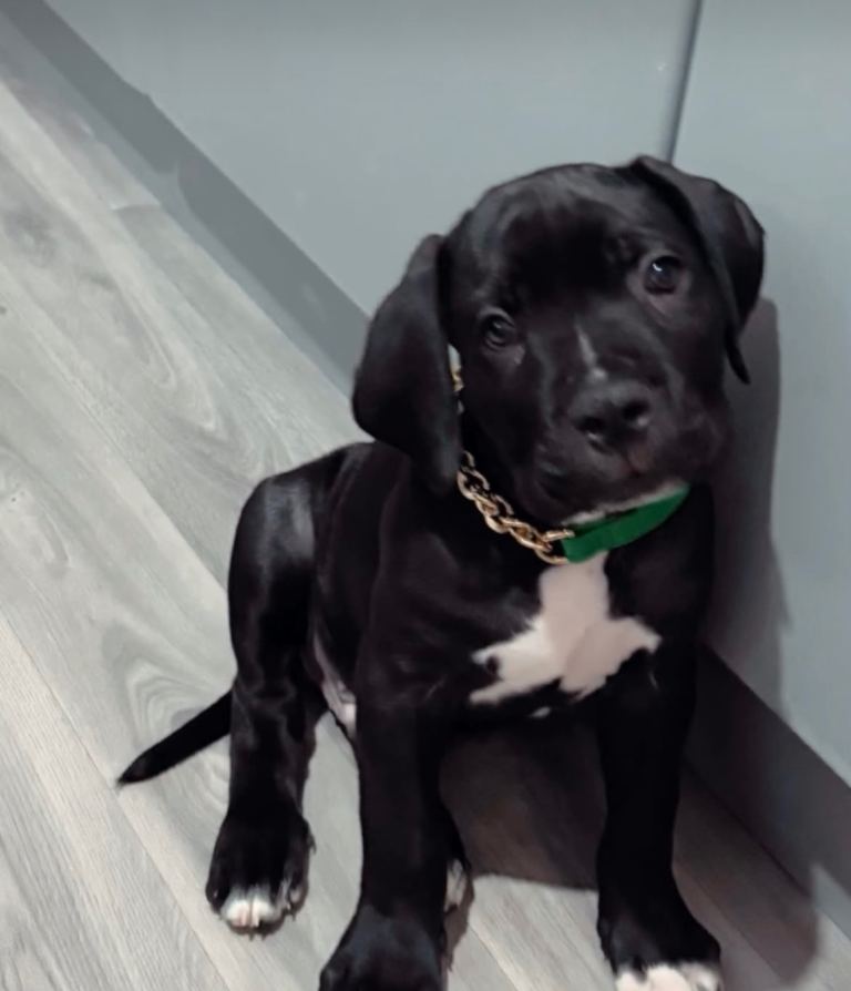 Cane corso puppy