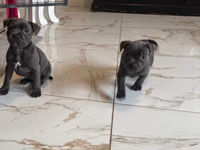Blue and black staff puppies 