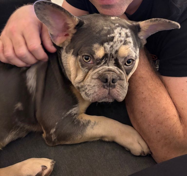 8 months French bulldog for sale 