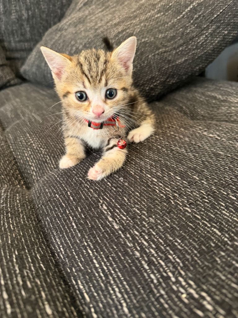 lovely kittens