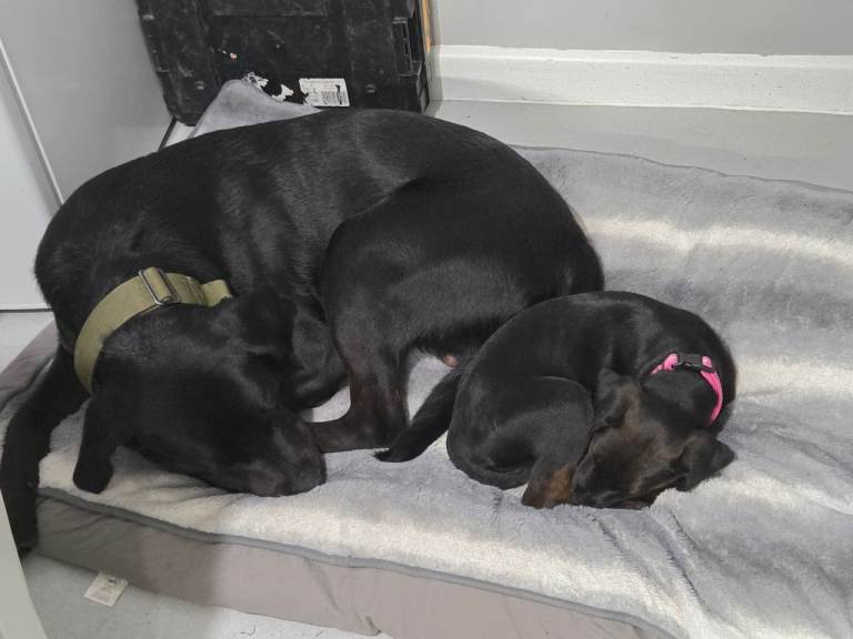 Rottweiler/labrador 