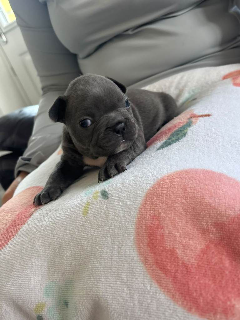 French bulldog puppys 🐾✨ 