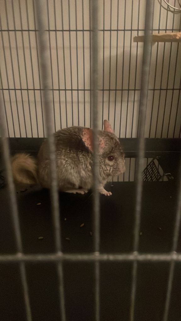 Chinchilla Bundle (HeteroBrown Breed)