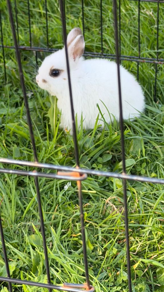 Netherland dwarf male