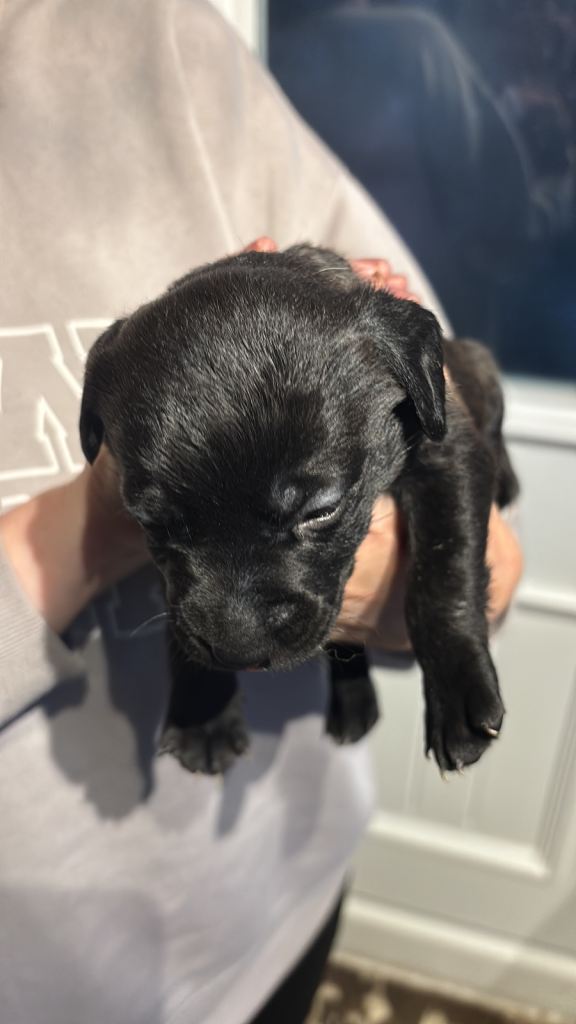 Mastador puppies