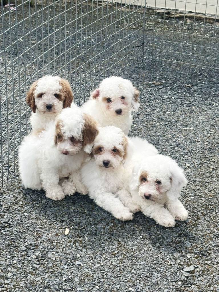 Cavachon pups 