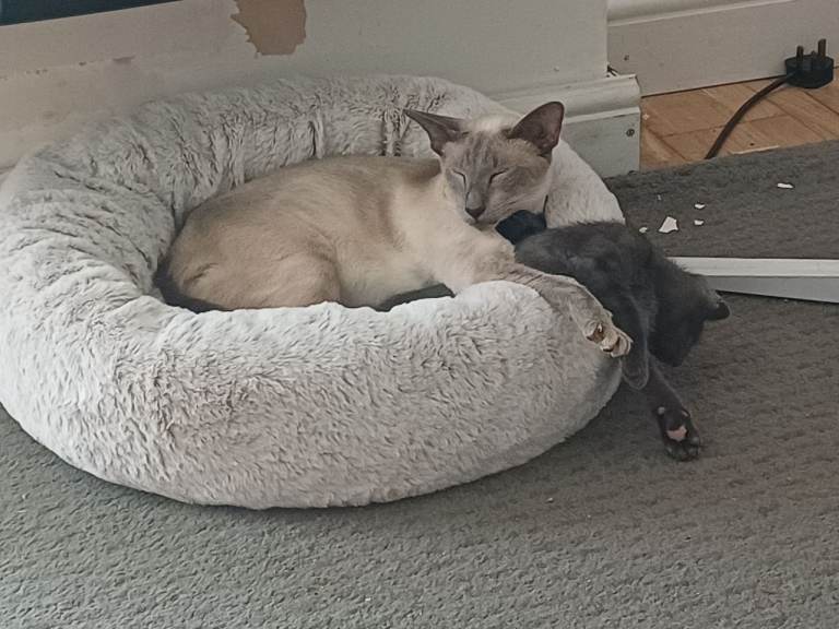 Siamese x domestic kittens