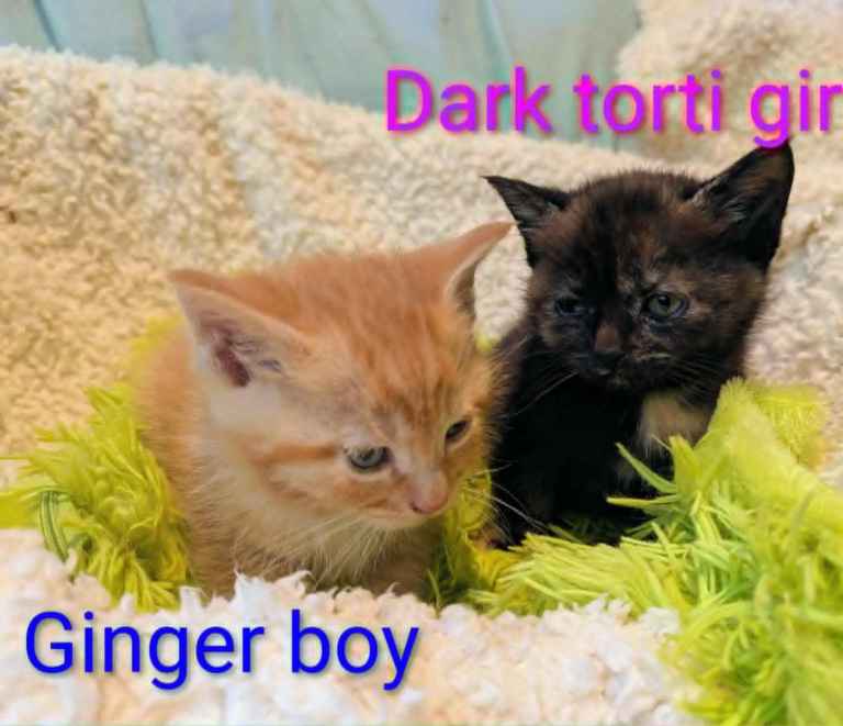 Pretty kittens, various colours, wormed/flead/litter trained/ socialised  Microchipped