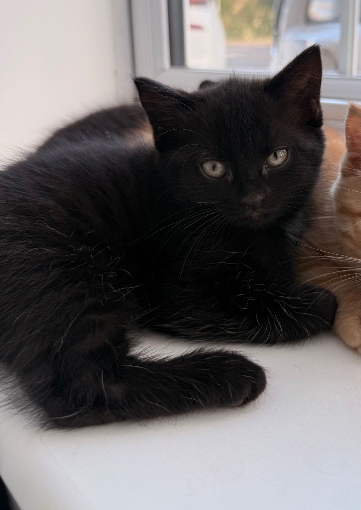 We have 2 gorgeous kittens looking for their forever home. 