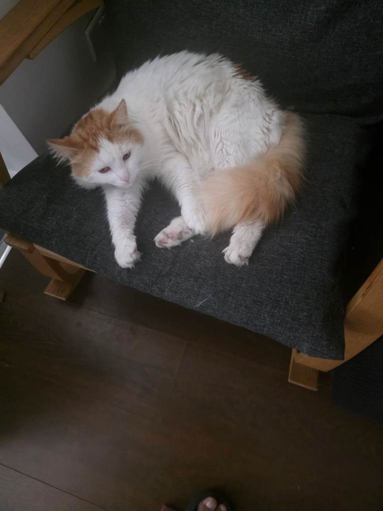 Ginger