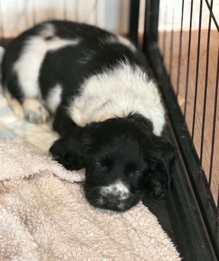 1 Sprocker Spaniel Puppy for sale 