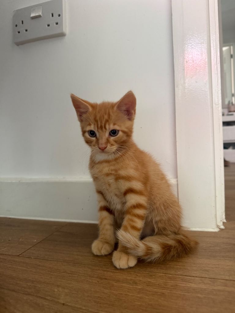 Adorable 8 Week Ginger Male & Tabby Female Kittens - £100 each