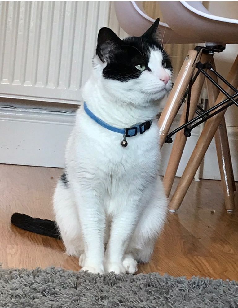 Cat male excellent mouser