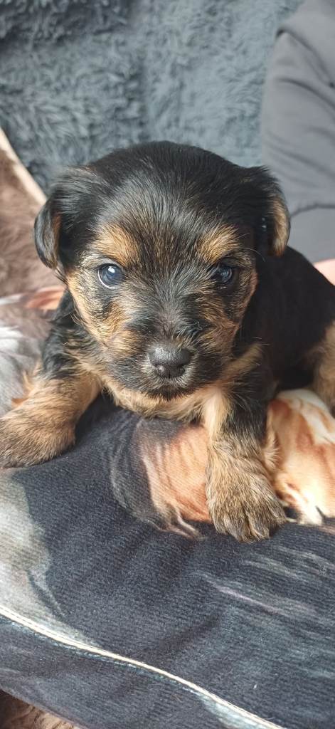 Yorkshire Terrier