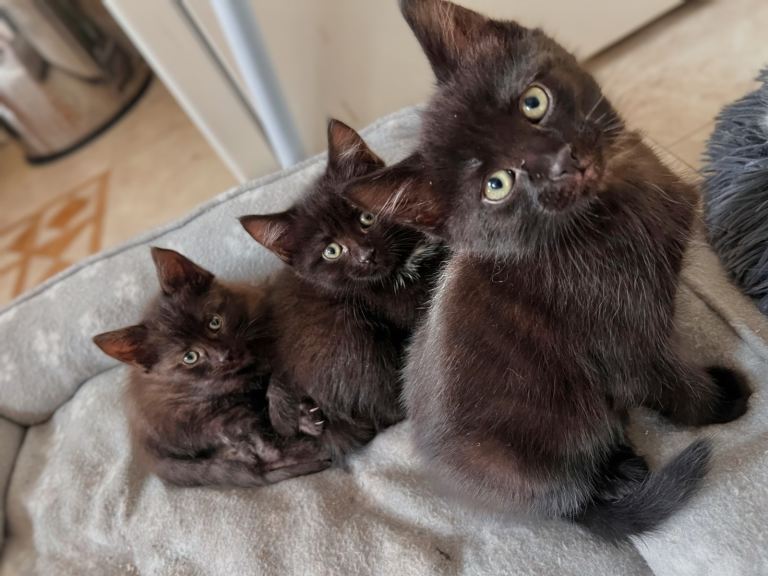 Black Kittens 