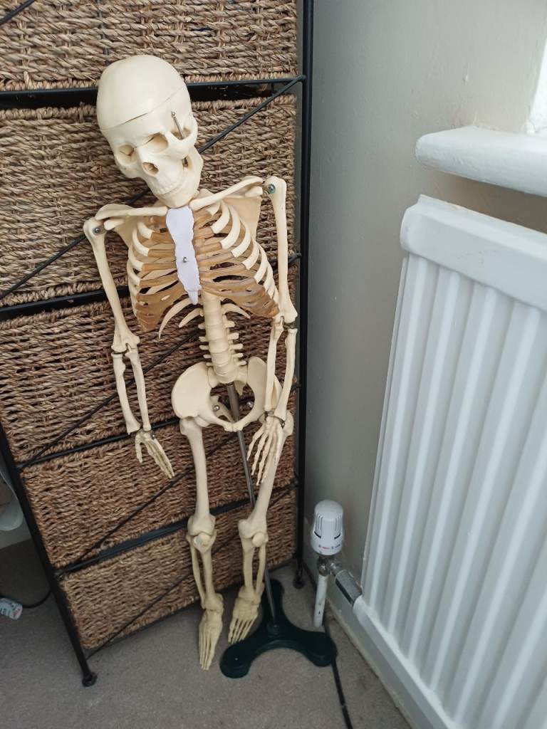 Skeleton