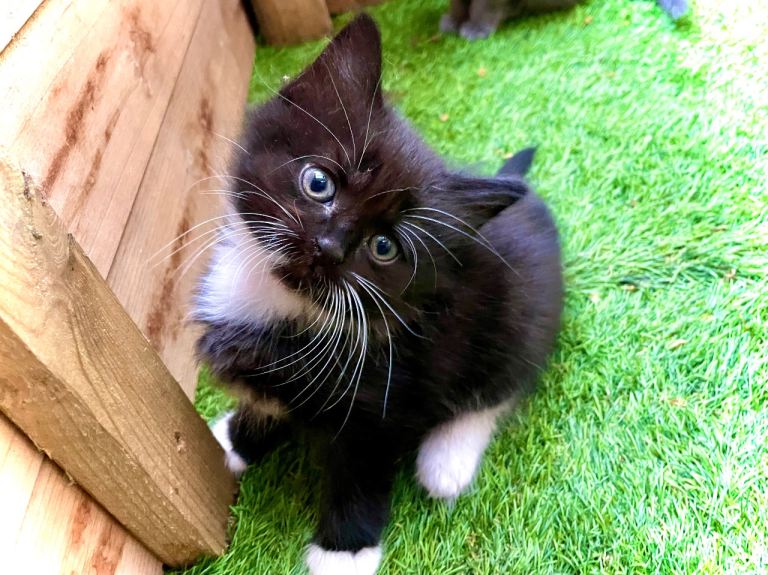 Tiny Beautiful playful Kittens ready for new home from today 😻