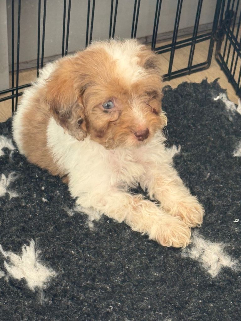 This wee Merle and white cockapoo boy left 