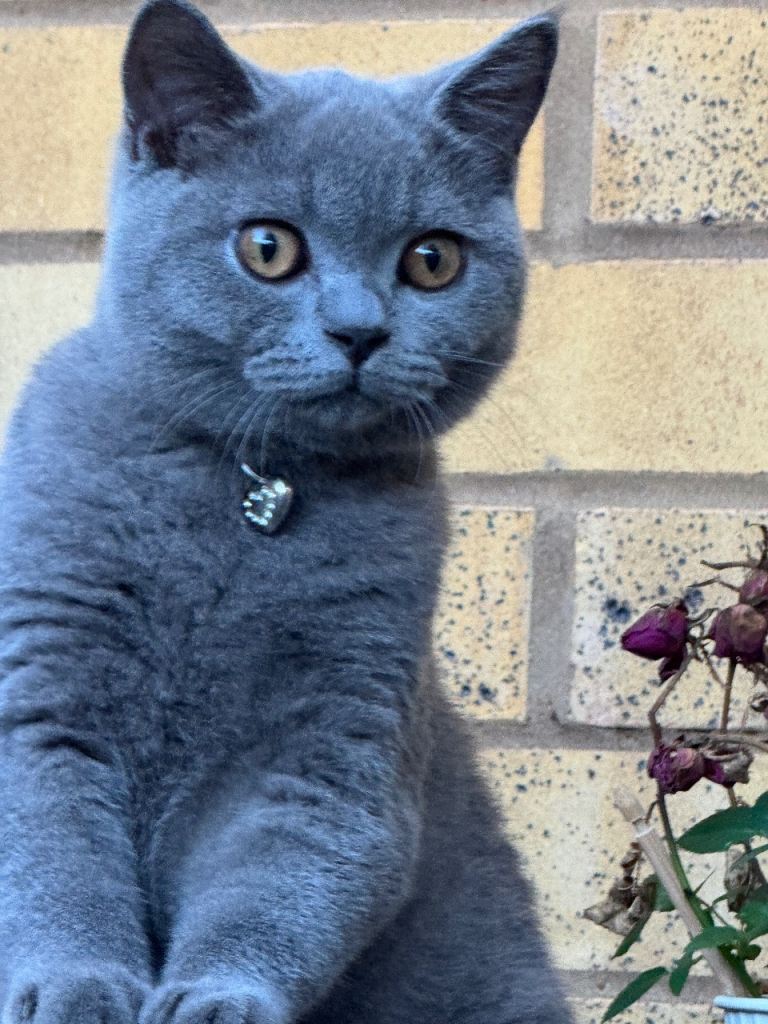 Beautiful British Blue Shorthair Kittens-Fully Vaccinated,Ready for Loving Homes 🏡 🩵
