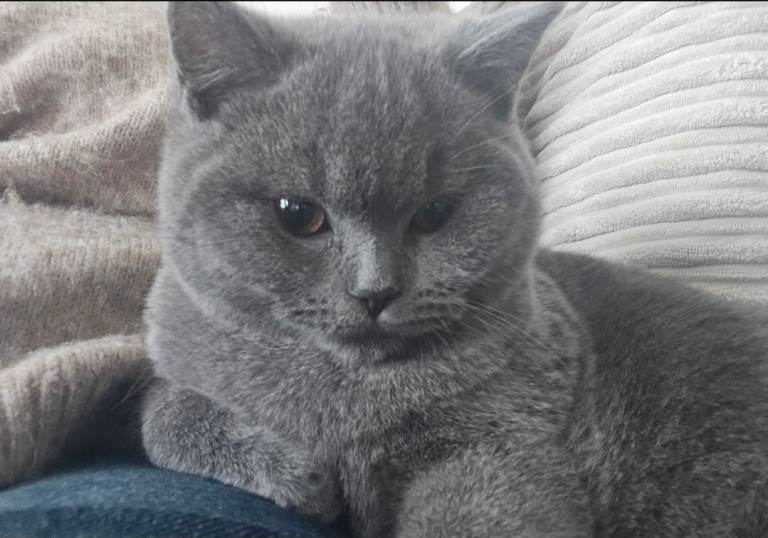 British Shorthair Cat For Sale