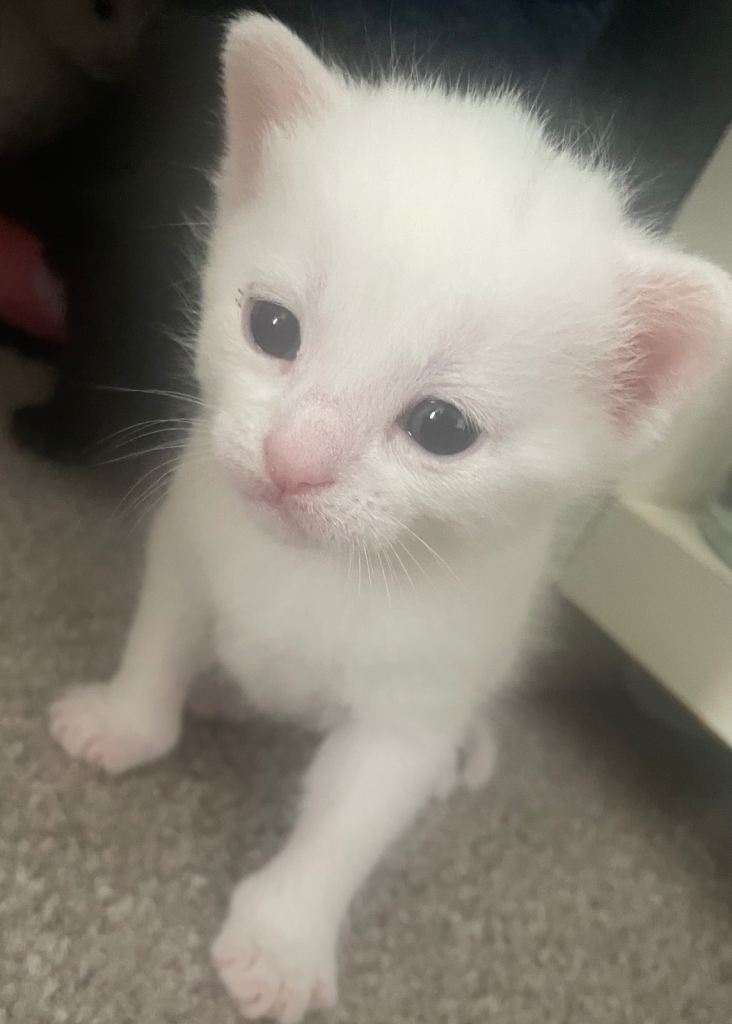 Domestic mix breed kittens for sale