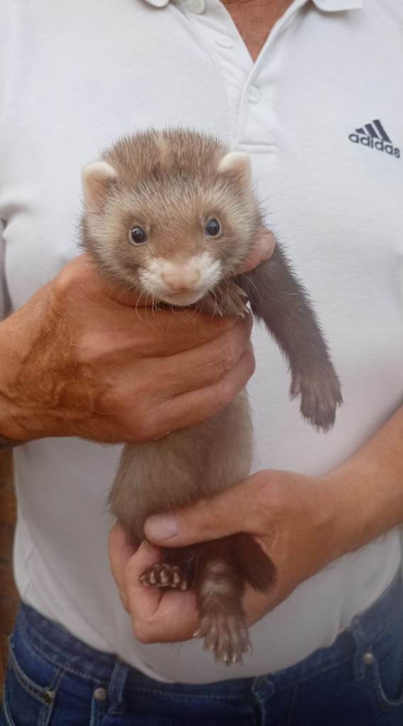 Ferret Male 9 weeks old