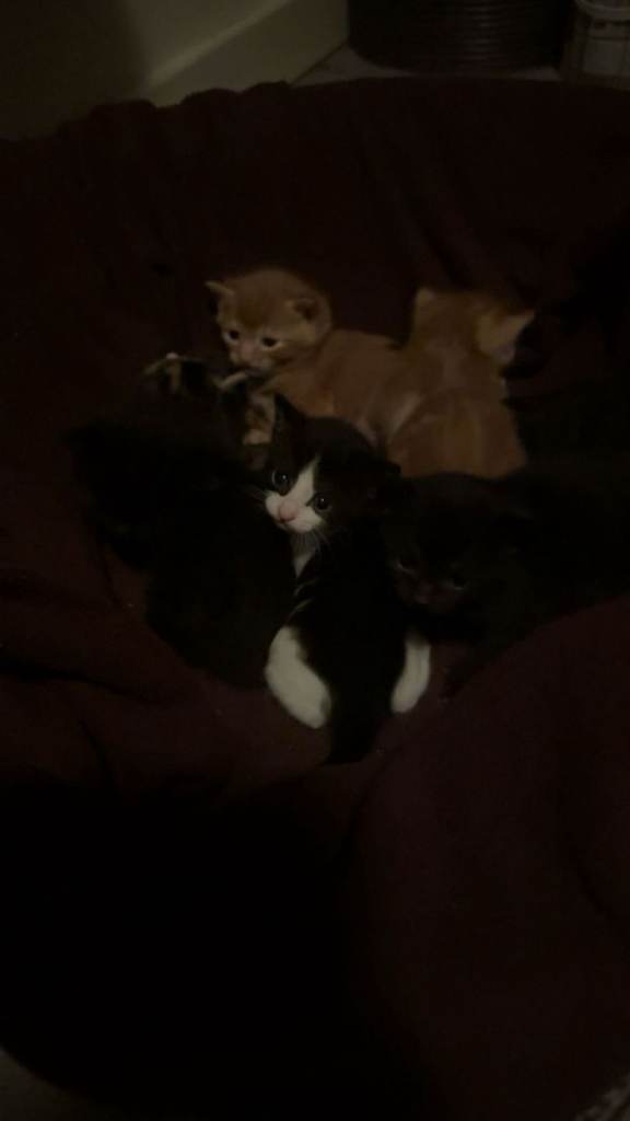 3 adorable kittens for sale