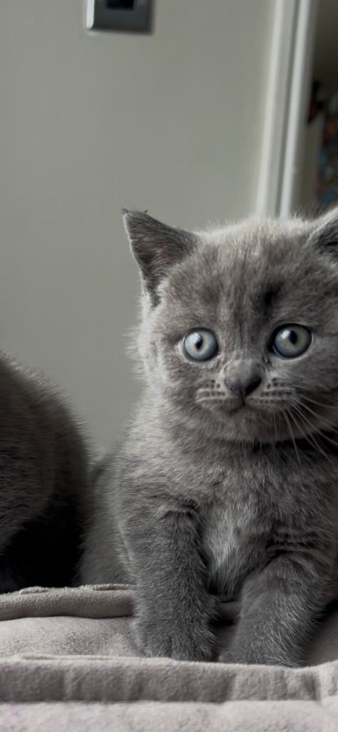 Just one girl left now !Ready to leave now !!British shorthair kitten for sale 