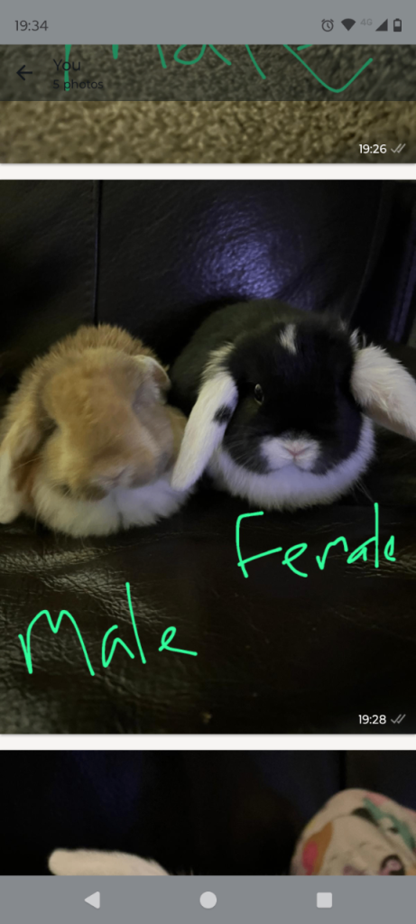 Beautiful lop eared bunnies 