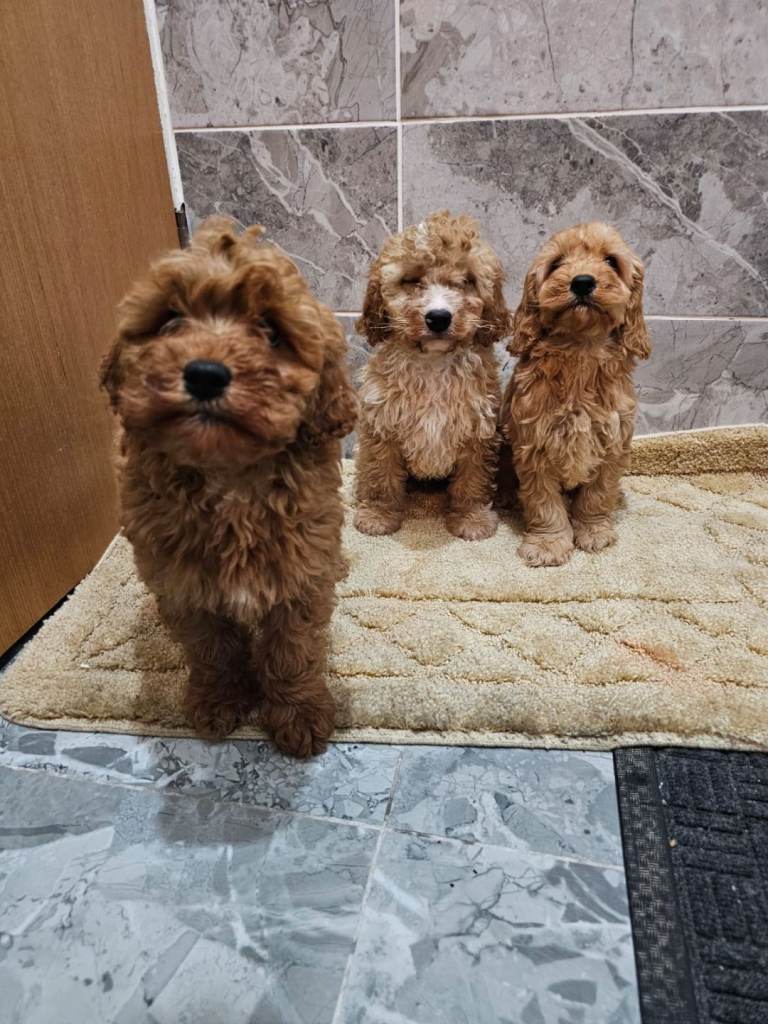 Cavapoo puppies 
