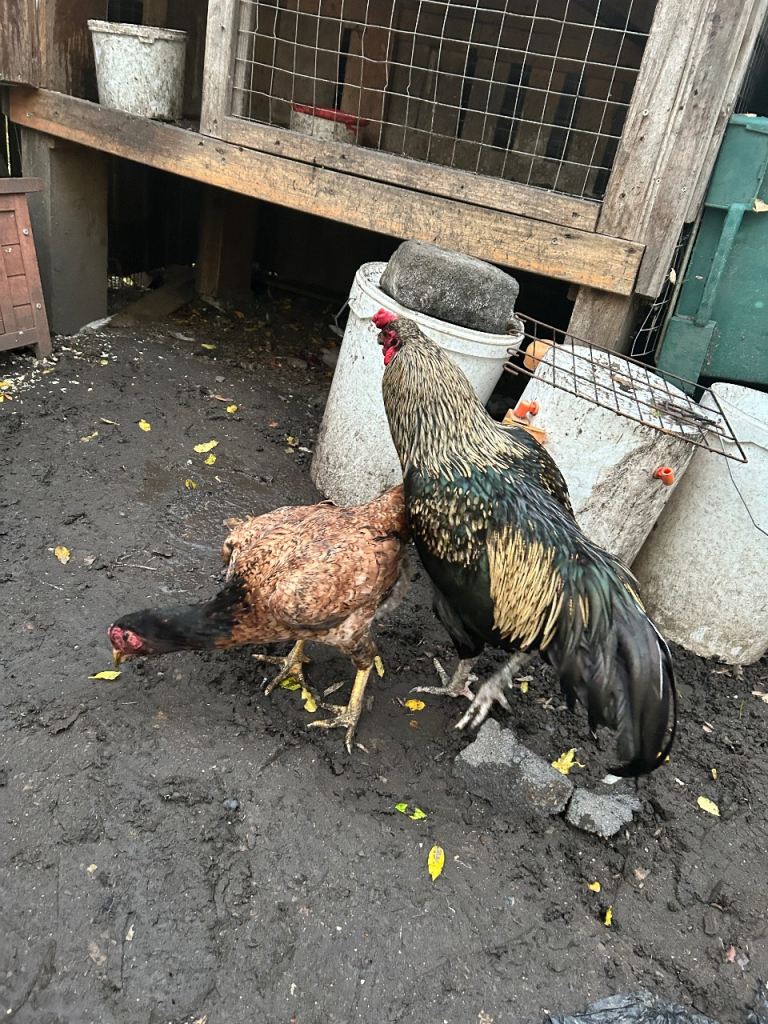 Aseel Rooster, hens and Pullets for sale