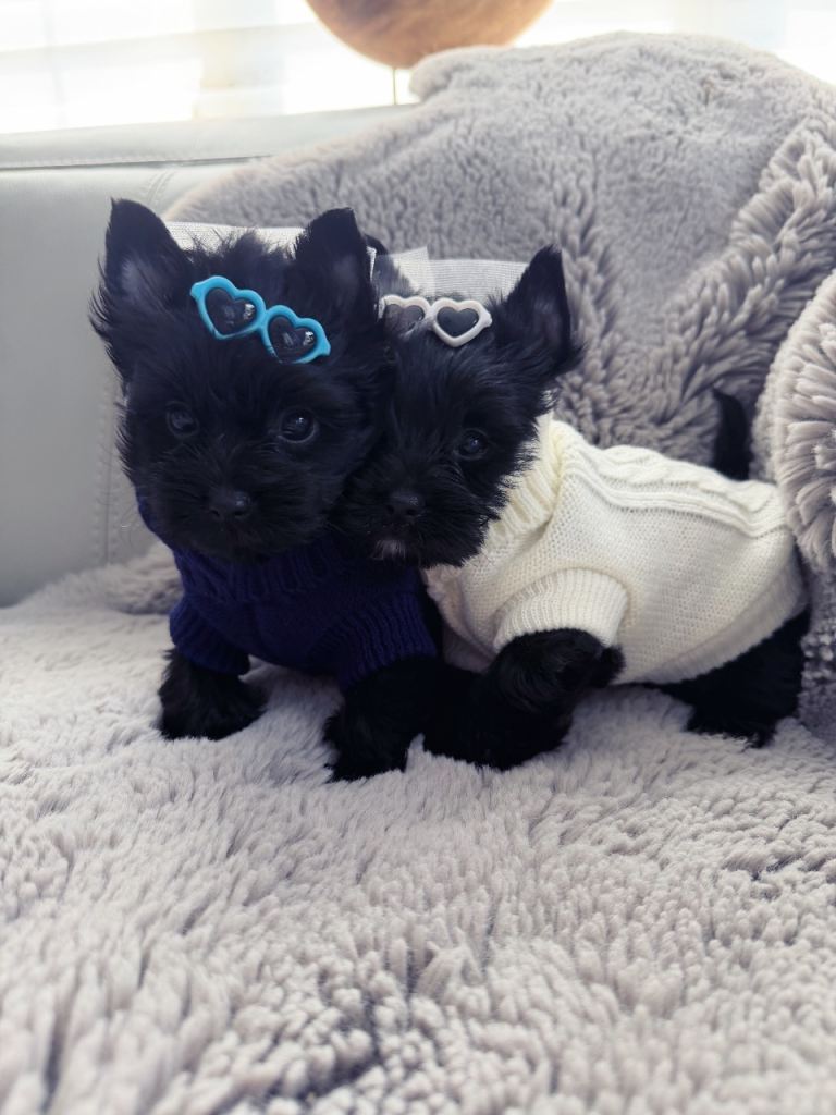 Mini Black Yorkshire Terrier puppies 
