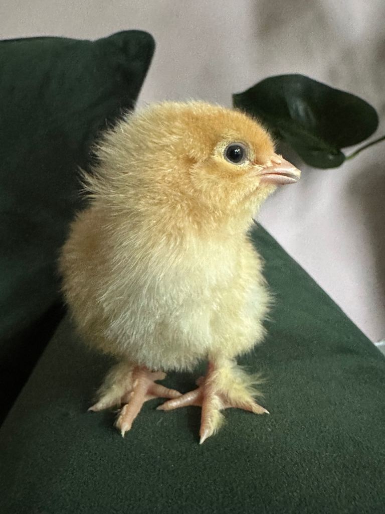 Chicks (Great hybrid breed)