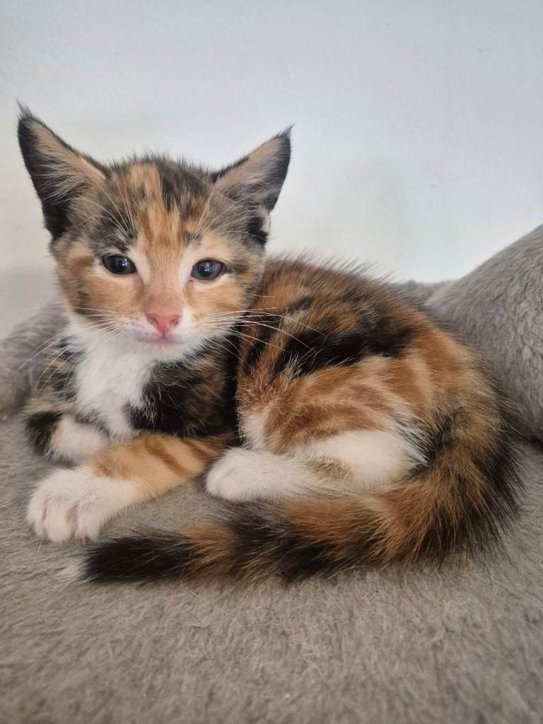 3 beautiful kittens ready for their forever home!
