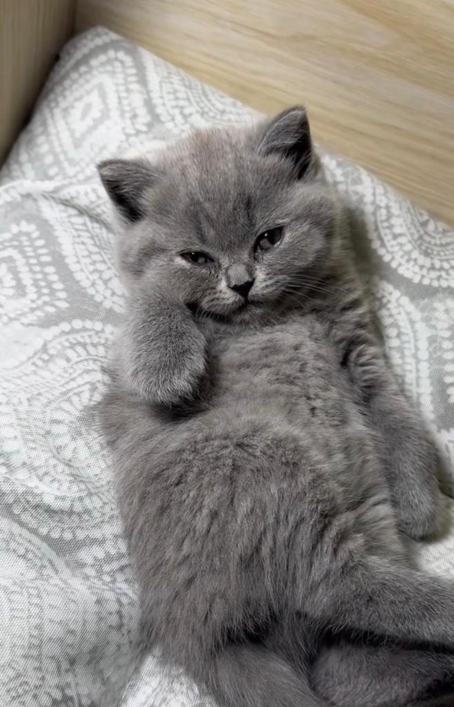 Cute blue kittens ready
