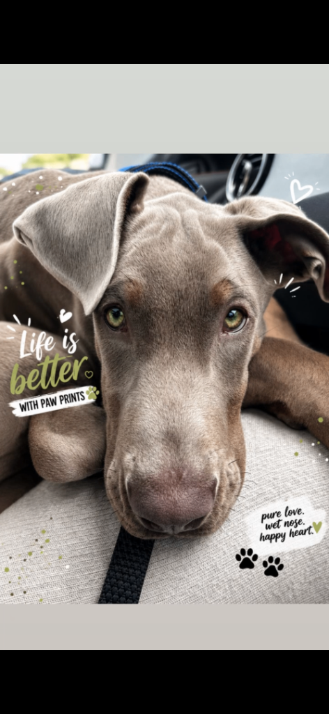Doberman Puppy – Loving Home Only