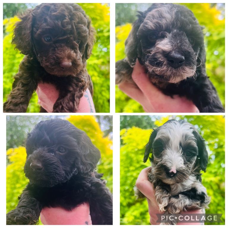 Only four left ready friday  f1b cavapoo puppies 