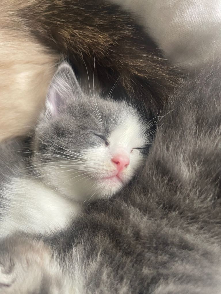 Half ragdoll kitten