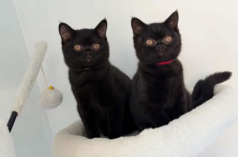 GCCF British Shorthair/Champion bloodline