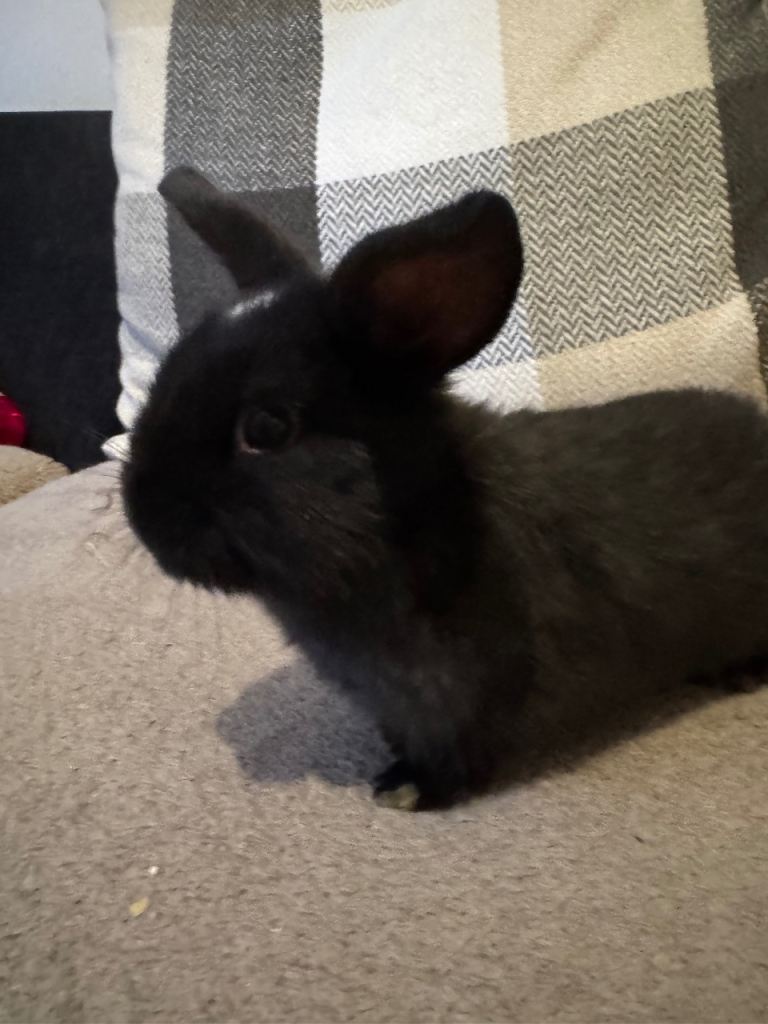 Baby bunny for sale (lop / lionhead mix)