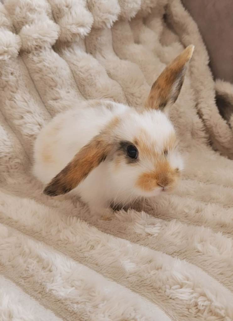 Baby bunnies *READY NOW*