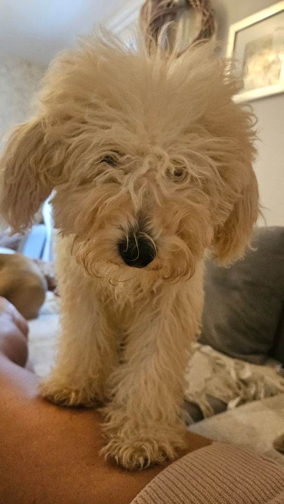 ✨ 1 SMALL F1B GOLDENDOODLE BOY LEFT ✨