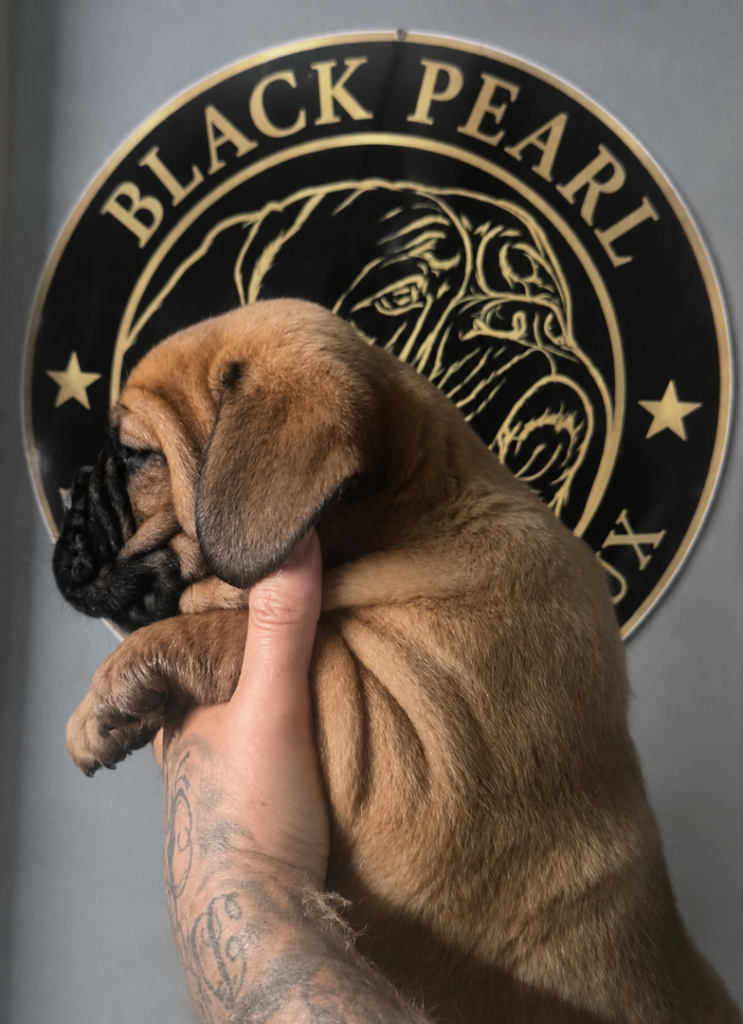 Show quality Dogue de Bordeaux pups