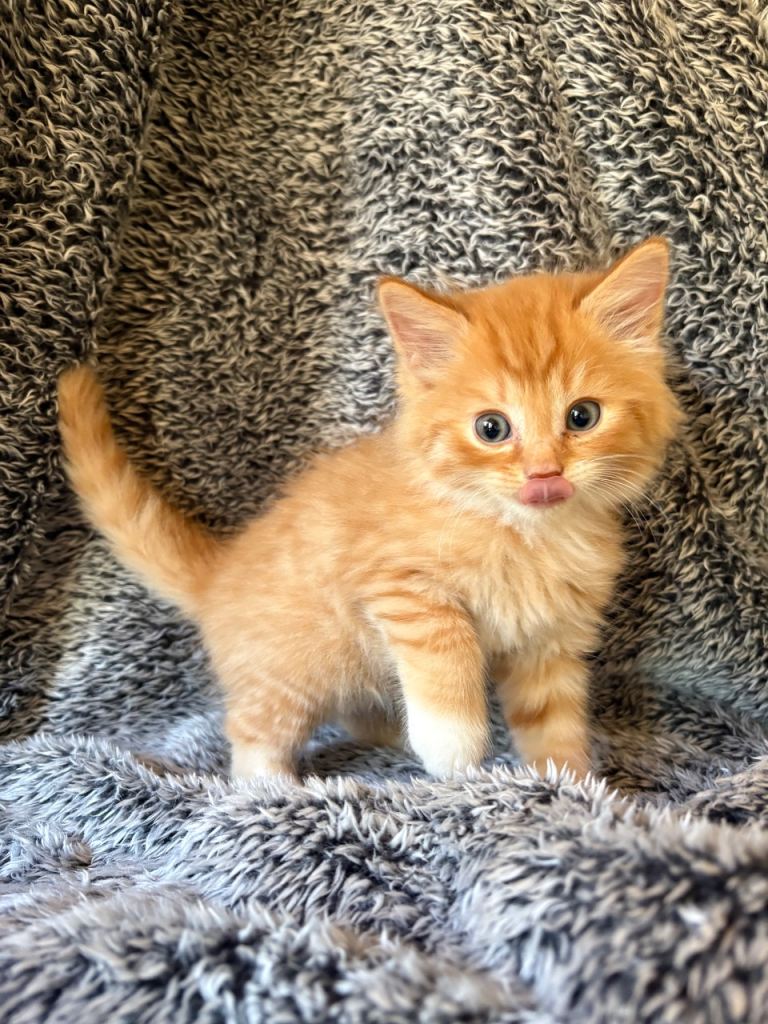 Ginger and ginger and white kittens 