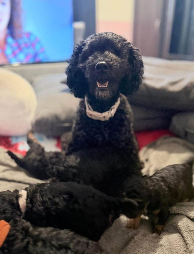 Cockapoo pups 