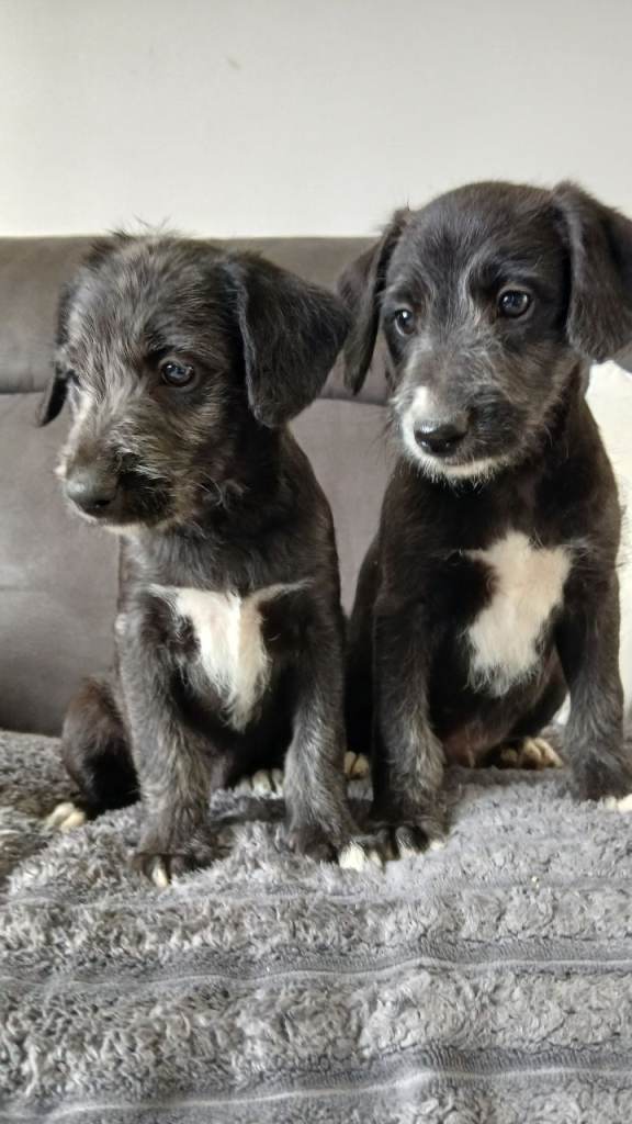 Bedlington x whippets 