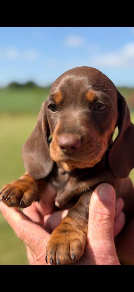 Dachshund pups