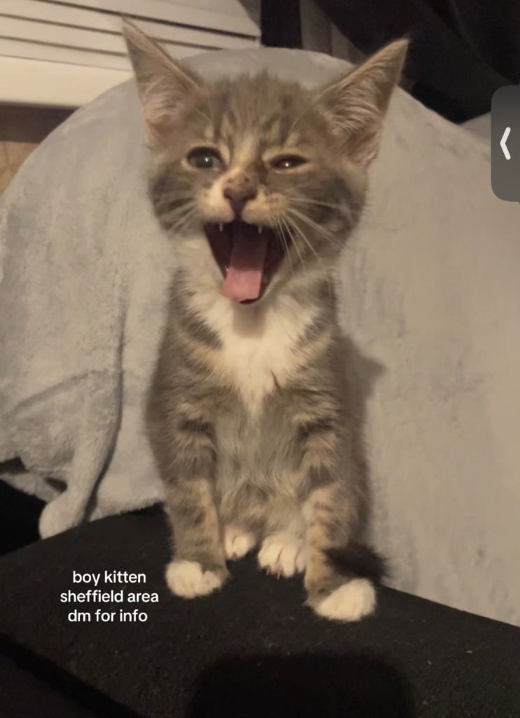 Kittens for sale 